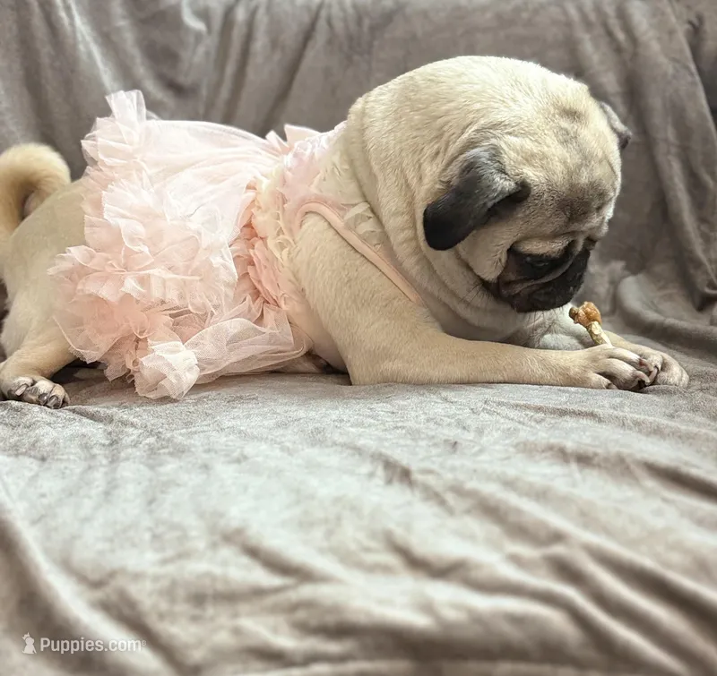 Layla – Pug puppy for sale in Skokie, IL