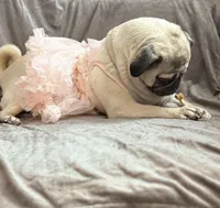 Layla, a female Pug for sale in Skokie, IL – Photo 1 of 6