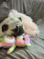 Layla, a female Pug for sale in Skokie, IL – Photo 6 of 6