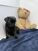 Everest, a female Pug for sale in Skokie, IL – 4 of 5
