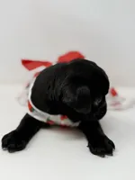 Liberty, a female Pug for sale in Skokie, IL – 4 of 6