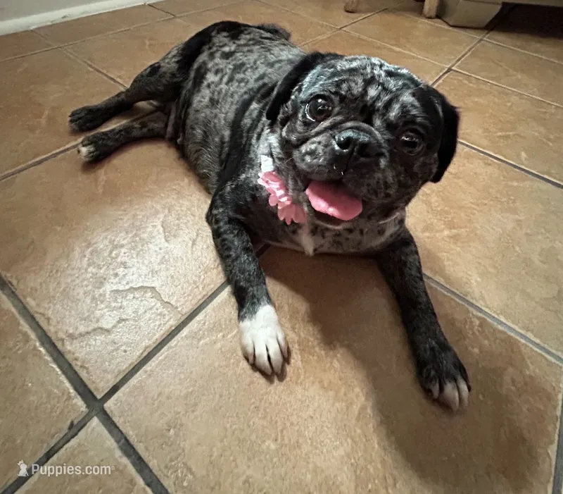 Peaches – Pug puppy for sale in Skokie, IL
