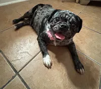 Peaches, a female Pug for sale in Skokie, IL – 1 of 2