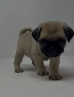 Rumble, a male Pug for sale in Skokie, IL – 4 of 4