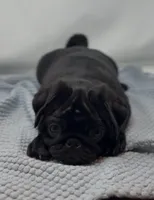 LaLa, a female Pug for sale in Skokie, IL – Photo 1 of 5