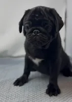 LaLa, a female Pug for sale in Skokie, IL – Photo 3 of 5