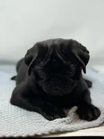 LaLa, a female Pug for sale in Skokie, IL – Photo 2 of 5