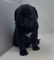 LaLa, a female Pug for sale in Skokie, IL – Photo 4 of 5