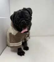 Hopper, a male Pug for sale in Skokie, IL – Photo 3 of 5