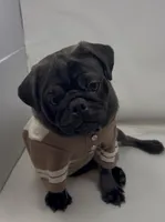 Hopper, a male Pug for sale in Skokie, IL – Photo 2 of 5