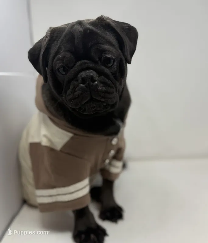 Hopper – Pug puppy for sale in Skokie, IL
