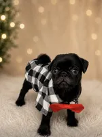 Chase, a male Pug for sale in Skokie, IL – 6 of 9
