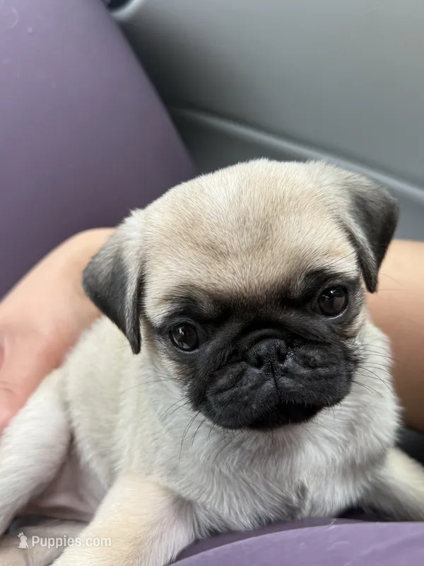 Skye – Pug puppy for sale in Skokie, IL