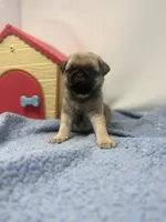 Skye, a female Pug for sale in Skokie, IL – 5 of 6