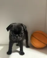 Chase, a male Pug for sale in Skokie, IL – 3 of 3