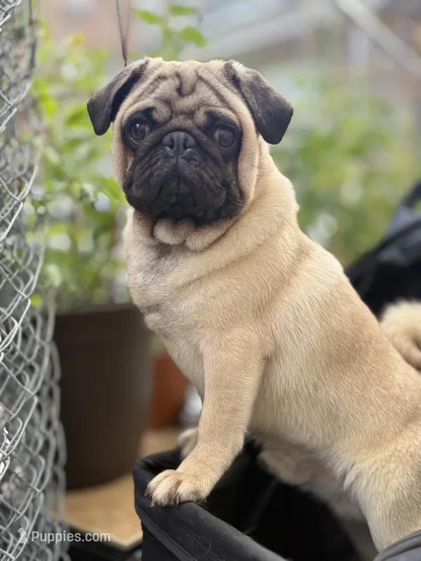 Theodore  – Pug puppy for sale in Skokie, IL
