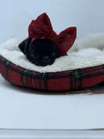 Liberty, a female Pug for sale in Skokie, IL – 6 of 6
