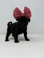 Everest, a female Pug for sale in Skokie, IL – 4 of 4