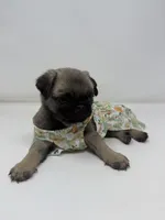 Roxi, a female Pug for sale in Skokie, IL – 6 of 6