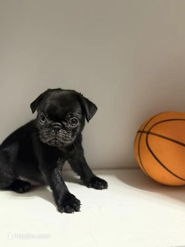 Chase – Pug puppy for sale in Skokie, IL