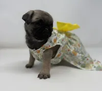 Roxi, a female Pug for sale in Skokie, IL – 3 of 6
