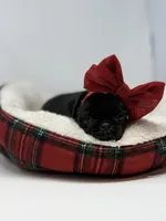 Liberty, a female Pug for sale in Skokie, IL – 2 of 6
