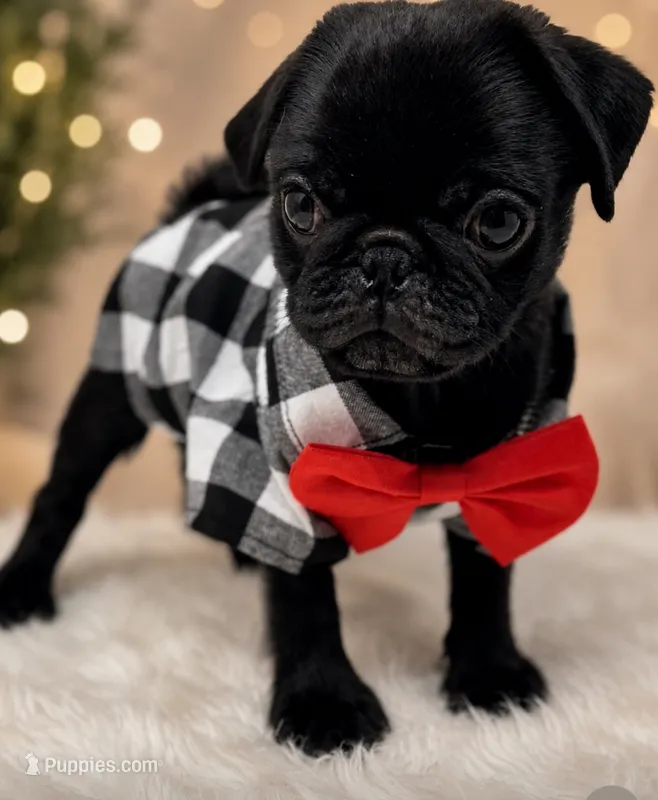 Chase – Pug puppy for sale in Skokie, IL