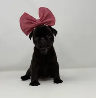 Everest, a female Pug for sale in Skokie, IL – 2 of 4