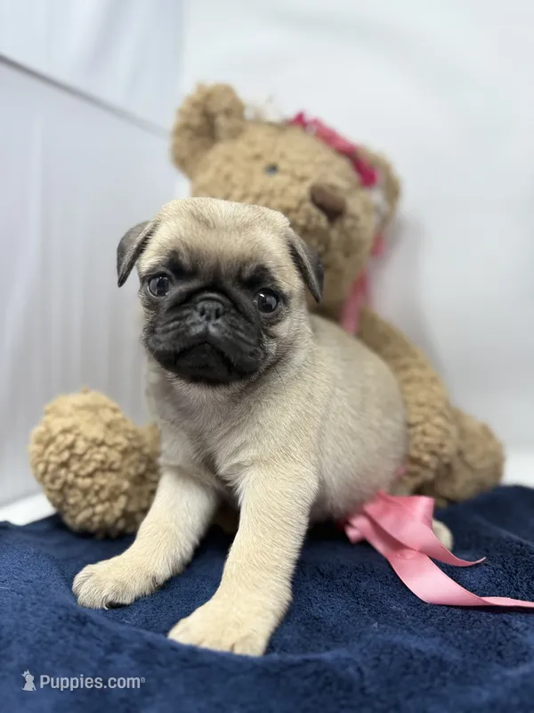 Skye – Pug puppy for sale in Skokie, IL