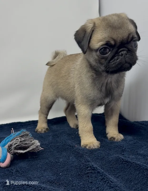 Roxi – Pug puppy for sale in Skokie, IL