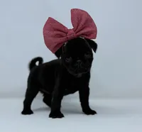 Everest, a female Pug for sale in Skokie, IL – 1 of 4