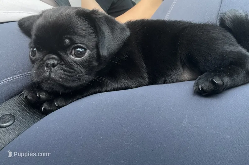 Everest – Pug puppy for sale in Skokie, IL