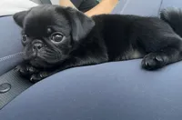 Everest, a female Pug for sale in Skokie, IL – 1 of 5