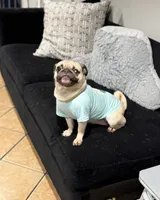 Layla , a female Pug for sale in Skokie, IL – 3 of 3