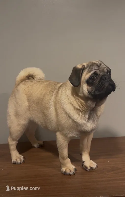 Theodore – Pug puppy for sale in Skokie, IL