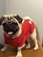 Theodore, a male Pug for sale in Skokie, IL – Photo 2 of 8