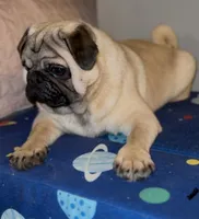 Theodore, a male Pug for sale in Skokie, IL – Photo 7 of 8