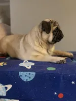 Theodore, a male Pug for sale in Skokie, IL – Photo 6 of 8