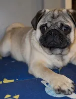 Theodore, a male Pug for sale in Skokie, IL – Photo 3 of 8