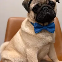 Theodore, a male Pug for sale in Skokie, IL – Photo 5 of 8