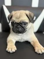 processed/238ea9b9-9a38-4635-8c99-f7f8f959bc89/listing/e948dd8e-29b3-48ad-8166-9c16b6268258/8a90deaf-975f-4c30-860e-467df0bf436d