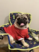 Theodore, a male Pug for sale in Skokie, IL – Photo 4 of 8