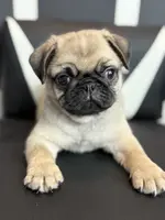 processed/238ea9b9-9a38-4635-8c99-f7f8f959bc89/listing/e948dd8e-29b3-48ad-8166-9c16b6268258/c39b2c14-bf77-4784-bc53-29ff3f2374e8