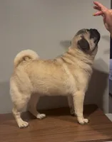 Theodore, a male Pug for sale in Skokie, IL – Photo 8 of 8