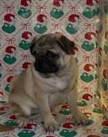 processed/238ea9b9-9a38-4635-8c99-f7f8f959bc89/listing/e948dd8e-29b3-48ad-8166-9c16b6268258/eeaa363e-afdf-4cae-aef2-cb3bd27faafc