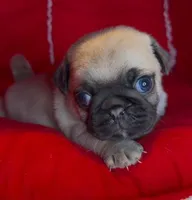 Coco, a female Pug for sale in Skokie, IL – Photo 3 of 3