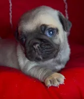 Coco, a female Pug for sale in Skokie, IL – Photo 1 of 3