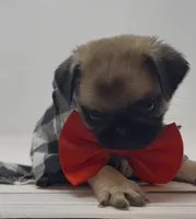 Rumble, a male Pug for sale in Skokie, IL – 3 of 4