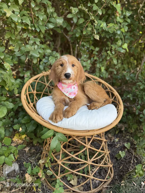 Maggie – Goldendoodle puppy for sale in Fort Worth, TX