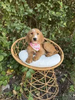 Maggie, a female Goldendoodle for sale in Fort Worth, TX – 1 of 2